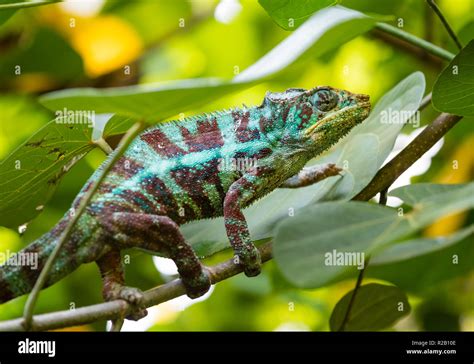 Male adult Panther Chameleon (Furcifer pardalis) in its natural habitat, the Madagascar rain ...