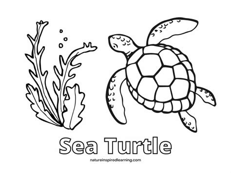 Sea Turtle Coloring Page