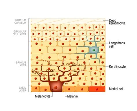 Human Epidermal Cells Diagram