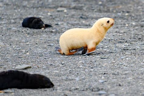 Baby Antarctic Fur Seal Sitting in Tussock Grass in South Georgia Stock Photo - Image of life ...