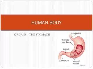 PPT - Human Body temperature PowerPoint Presentation, free download ...