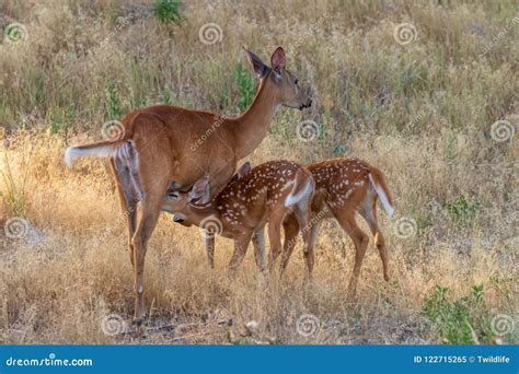 Whitetail Deer Doe and Fawns Stock Image - Image of nature, wild: 122715265