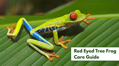 Red Eyed Tree Frog Care (Complete Habitat, Diet, & Care Guide)