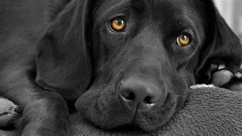 Black Labrador Wallpaper (58+ images)