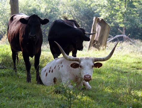 Longhorn Cattle stock image. Image of raising, horns, laying - 8540805