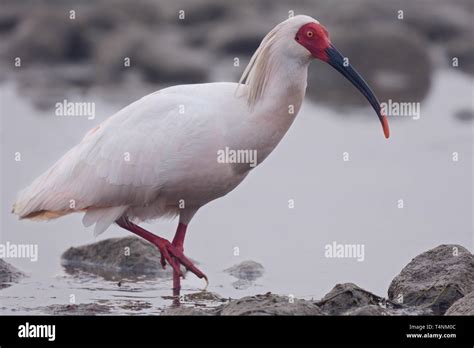 Crested Ibis (Nipponia nippon) at the Han River, China Stock Photo - Alamy