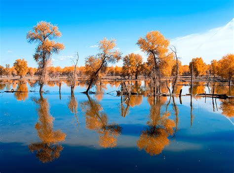 Xinjiang's Tarim River channeled to nurture desert poplar forest - CGTN