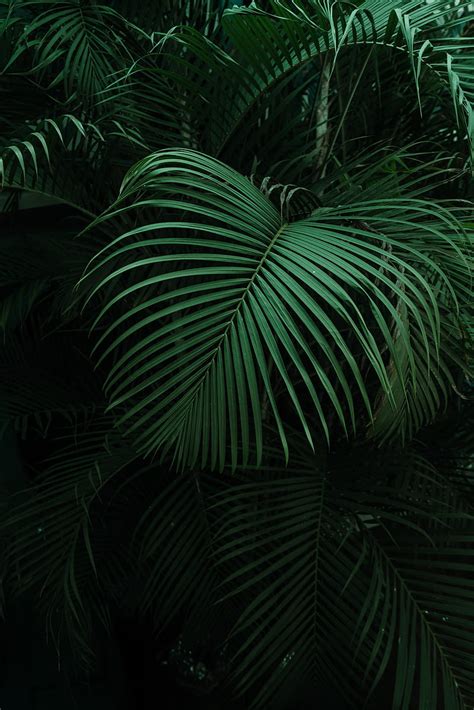 Schlacht Mappe Vergleich palm leaf hd wallpaper Feld Wurm Drohung