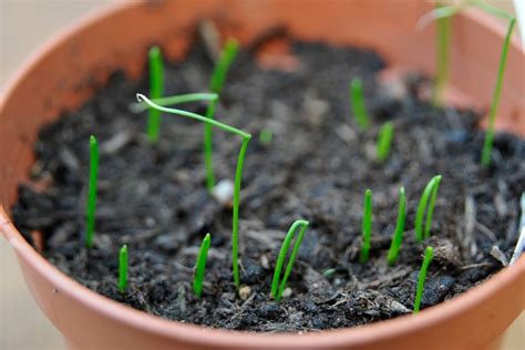 How to Grow Chives | BBC Gardeners World Magazine