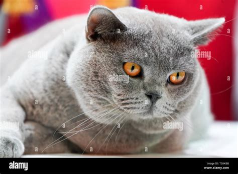 Fat Thai Korat Cat, gray fur and yellow eyes, with winner ribbon label Stock Photo - Alamy