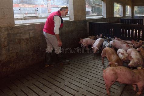 Portrait of a Farmer on a Pig Farm Stock Photo - Image of care, inside ...