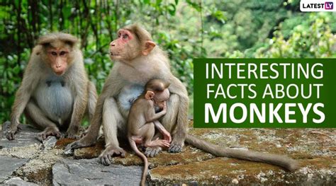 Monkey Day 2019: Top 15 Fun And Interesting Facts About Monkeys That ...