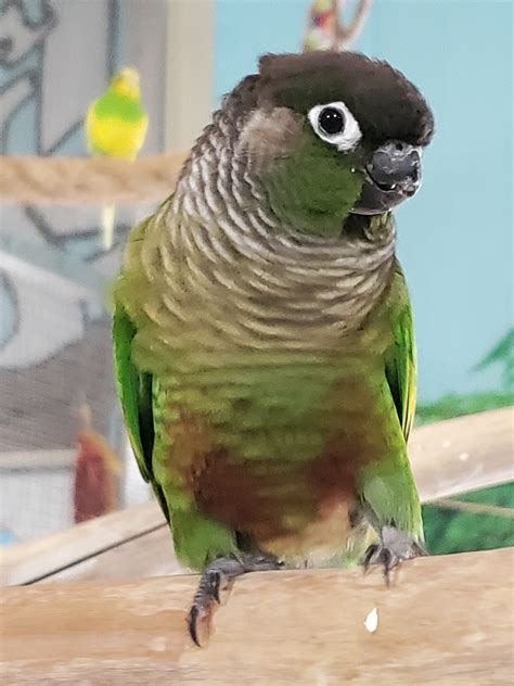 Beakers - Green Cheek Conure - Exotic Avian Sanctuary of Tennessee