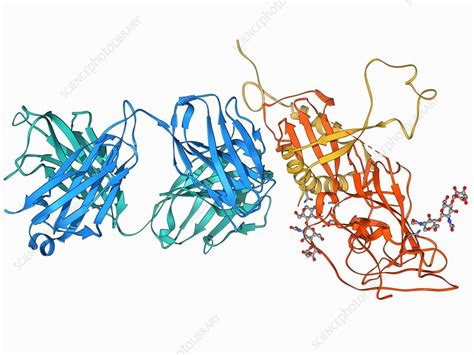 Ebola virus glycoprotein and antibody - Stock Image - F006/9738 ...