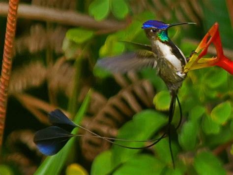 Marvelous Spatuletail (Loddigesia mirabilis) | Hummingbird photos, Bird, Hummingbird