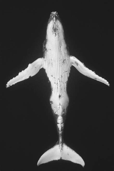 Jem Cresswell’s Photographs of Humpback Whales are Haunting and Incredible Underwater Portrait ...