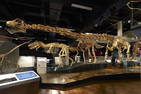 Know your bones: what is a ‘real’ fossil? - Museums Victoria