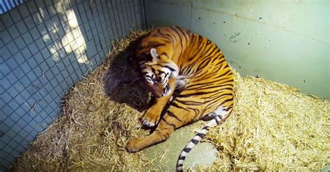 Footage captures tiger giving birth to twin cubs | SF Globe