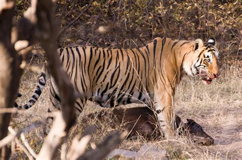File:Hunting Tiger Ranthambore.jpg - Wikimedia Commons