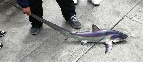 Common Thresher Shark - Pier Fishing in California