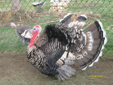 *FS~6 Narragansett Turkey Eggs* | BackYard Chickens