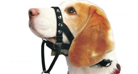 5 Best Dog Head Collars for 2020 | Dog Desires