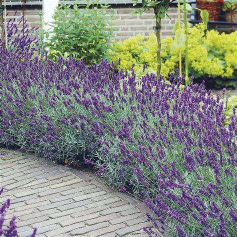 LAVENDER AUGUSTIFLORA HIDCOTE - ( like mine) "famed for its nectar-rich, violet-purple flower ...