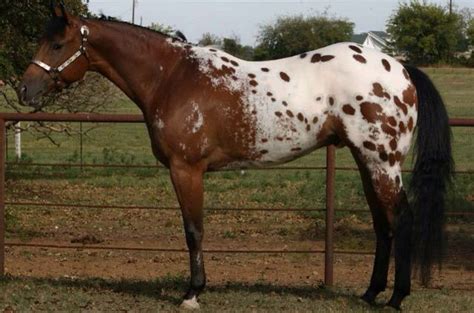 Appaloosa Horse Breed Information, History, Videos, Pictures