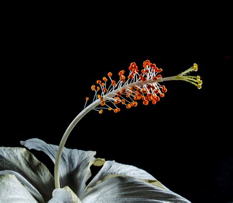 Free Images : branch, blossom, white, leaf, flower, bloom, flora, close ...