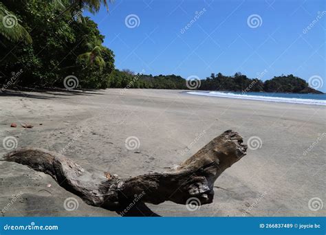 Tropical Beaches in Chiriqui Panama, Palm Tree, White Sandy Beaches and ...