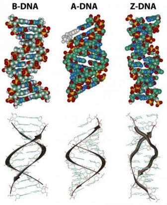 Different forms of DNA ~ Biology Exams 4 U