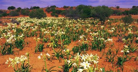 GALLERY: Australia's desert landscapes - Australian Geographic