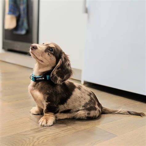 Long haired dachshund puppies for sale | All Dachshund