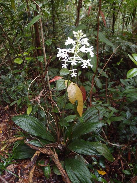 Rainforest Orchids