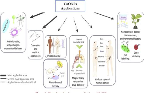 Green synthesis of copper oxide nanoparticles for biomedical ...