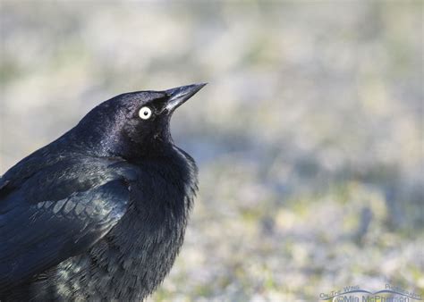 Male Brewer’s Blackbird Portraits - Mia McPherson's On The Wing Photography