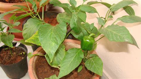 How To Grow Bell Peppers In A Container Vegetable Garden - The Plant Guide