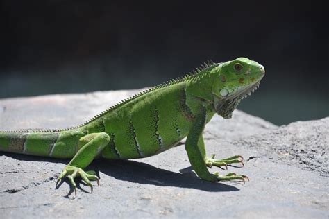 Iguane | Iguane vert| Espèce reptile | Animalerie Monde Animal