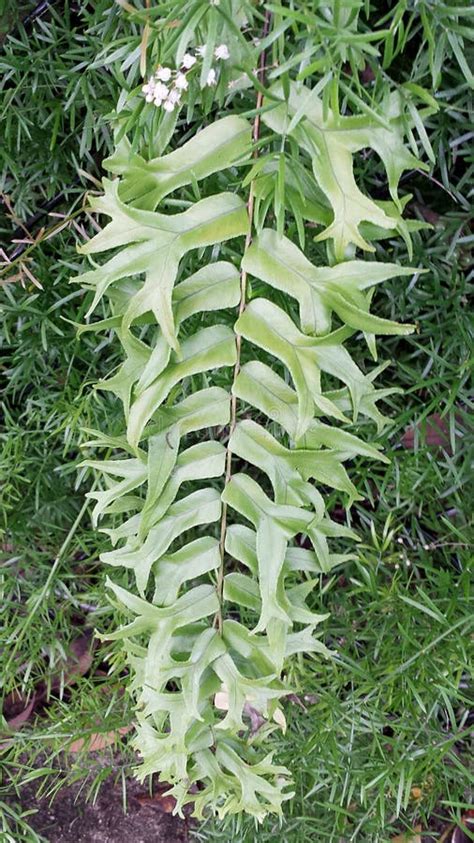 Fishtail Fern is a Florida Native Microsorum Punctatum and Has Unusual Leaves Stock Photo ...