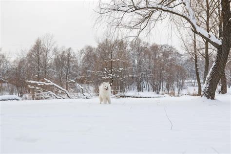 Premium Photo | A polar bear in the snow