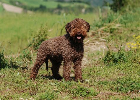 Lagotto Romagnolo: Charakter, Haltung & Pflege | zooplus Magazin