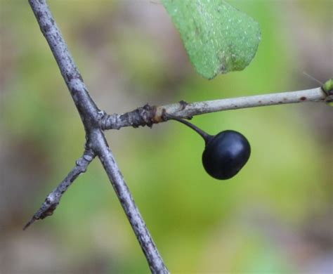 How to Identify Buckthorn in Your Woodland | Landscape Shopping Cart