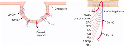 Schematic structures of caveolae and caveolin domains. Left panel ...