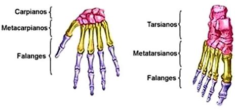 Huesos cortos del cuerpo humano - Esqueleto humano