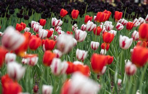 Member Spotlight: Canadian Tulip Festival – GreenStep Sustainable Tourism