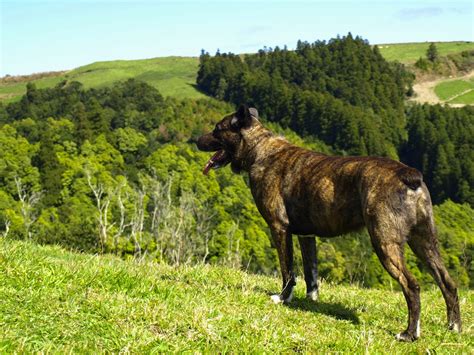 Cao fila de sao miguel - Dog Breed Standards