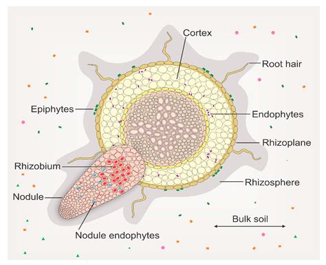 Genes | Free Full-Text | Compatibility between Legumes and Rhizobia for the Establishment of a ...