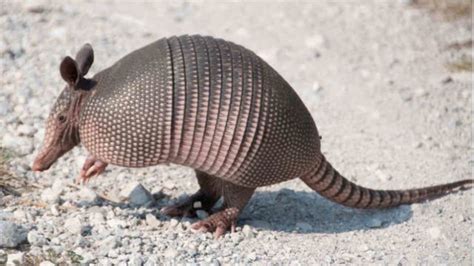 Armadillo Facts: 20 Interesting Facts About Armadillos