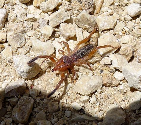 Camel spider Solifugae . Gluvia dorsalis | gailhampshire | Flickr