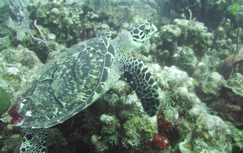 National Park of American Samoa Wildlife - National Park Photographer